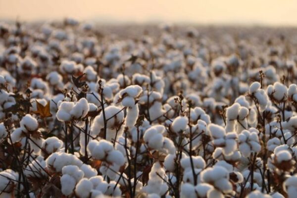 The History of Cotton