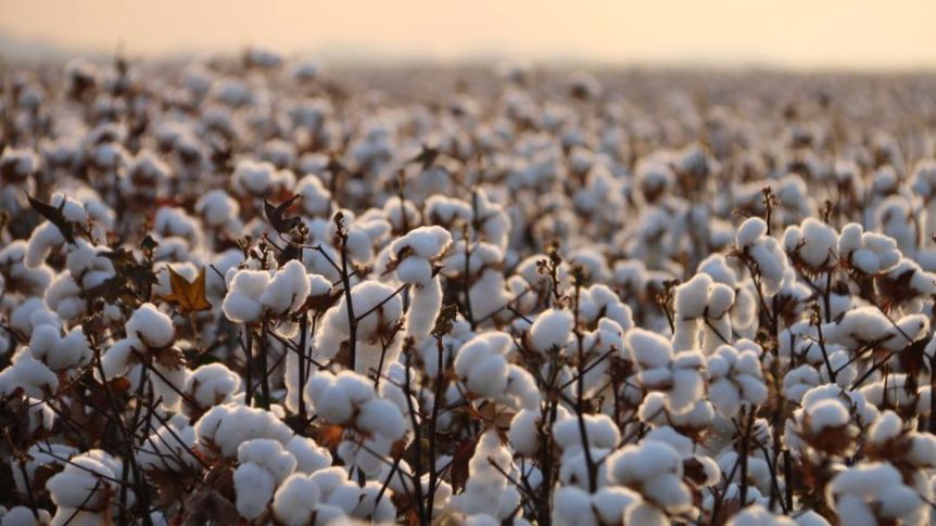 The History of Cotton